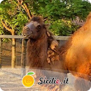 Belpasso - Parco Zoo di Sicilia.jpg