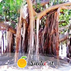 Palermo - Piazza Marina.jpg